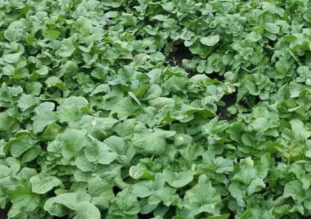 Brassicas & Herbs - mafuroseeds.com